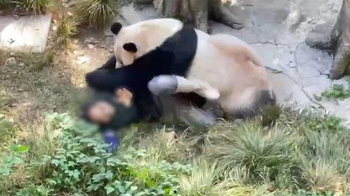 熊猫啤酒爆料是真的吗视频,真相究竟如何? 第2张 熊猫啤酒爆料是真的吗视频,真相究竟如何? 第2张